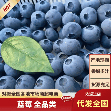 山东【蓝莓】瑞卡F6，H5，L25等对接市场档口电商