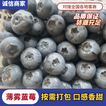 精品【山东蓝莓】H5，F6，L25，L11，H5规格齐全