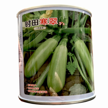 时田寒翠西葫芦种子中早熟油亮高产绿皮西葫芦种子种子