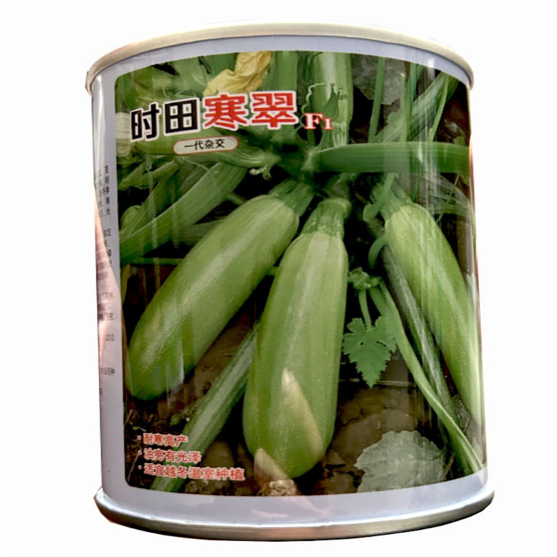 时田寒翠西葫芦种子中早熟油亮高产绿皮西葫芦种子种子