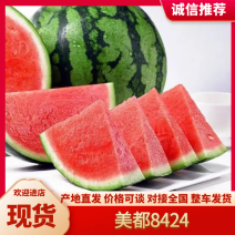 美都西瓜/麒麟西瓜/无籽西瓜/8424/西瓜全国代办代收