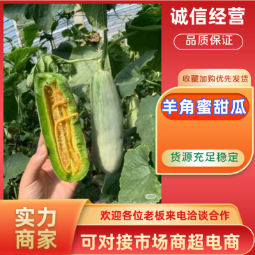 羊角蜜甜瓜博洋甜瓜电商市场货产地大量上市中口感好