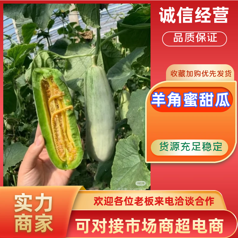 羊角蜜甜瓜博洋甜瓜电商市场货产地大量上市中口感好