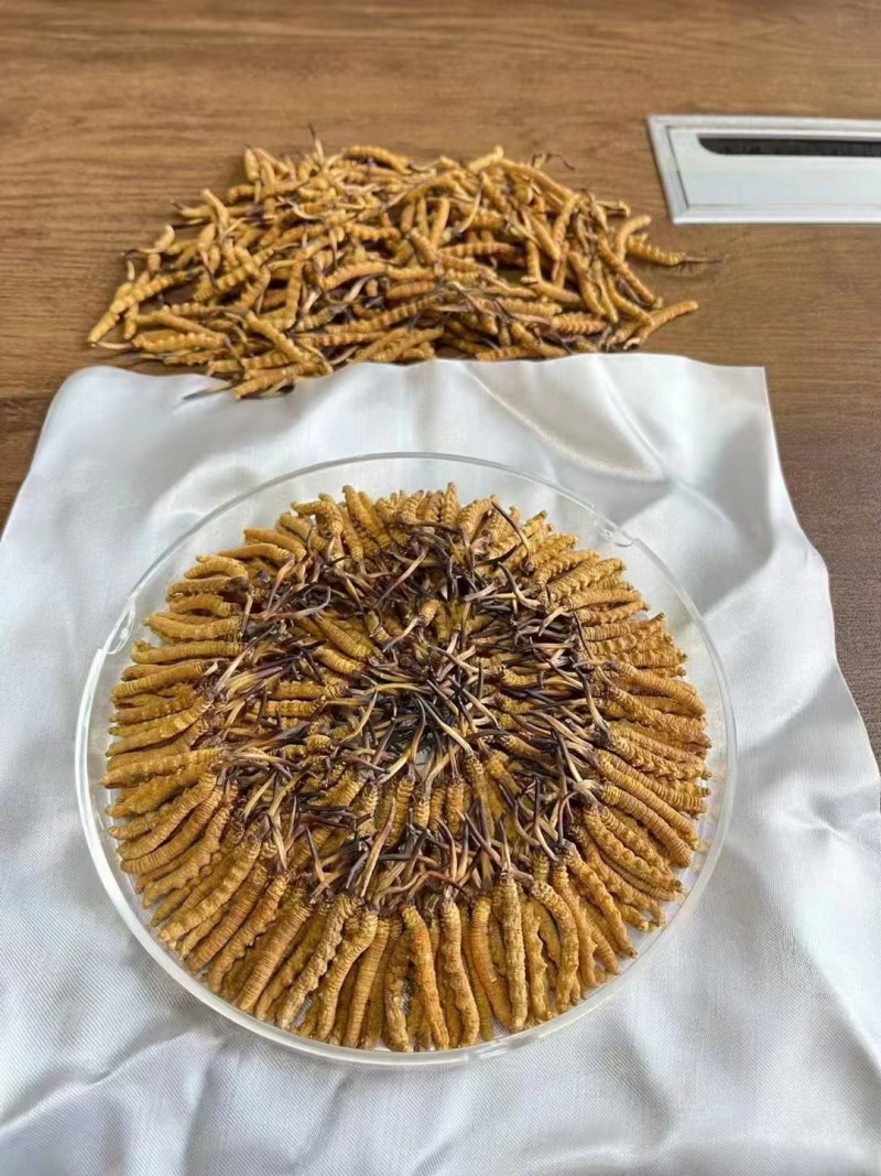 选购正宗虫草冬虫夏草超值性价比产地直发那曲虫草批发