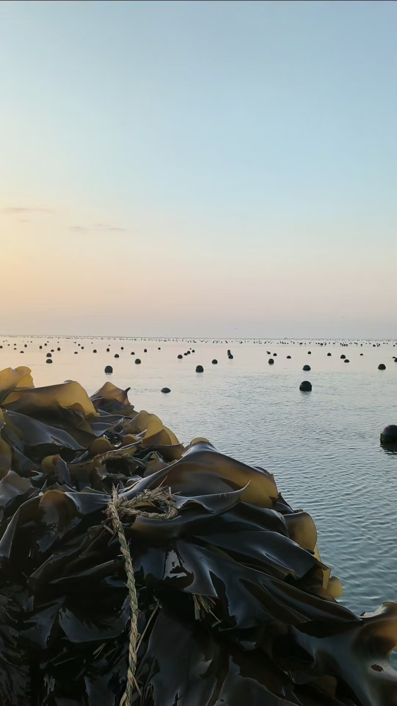 海带