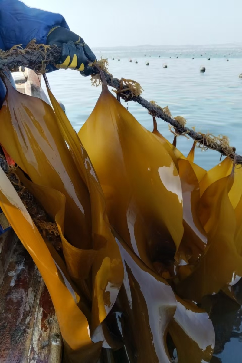 海带