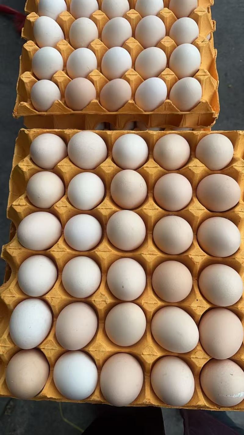 粉壳蛋一手货源保质保量供货价钱实惠