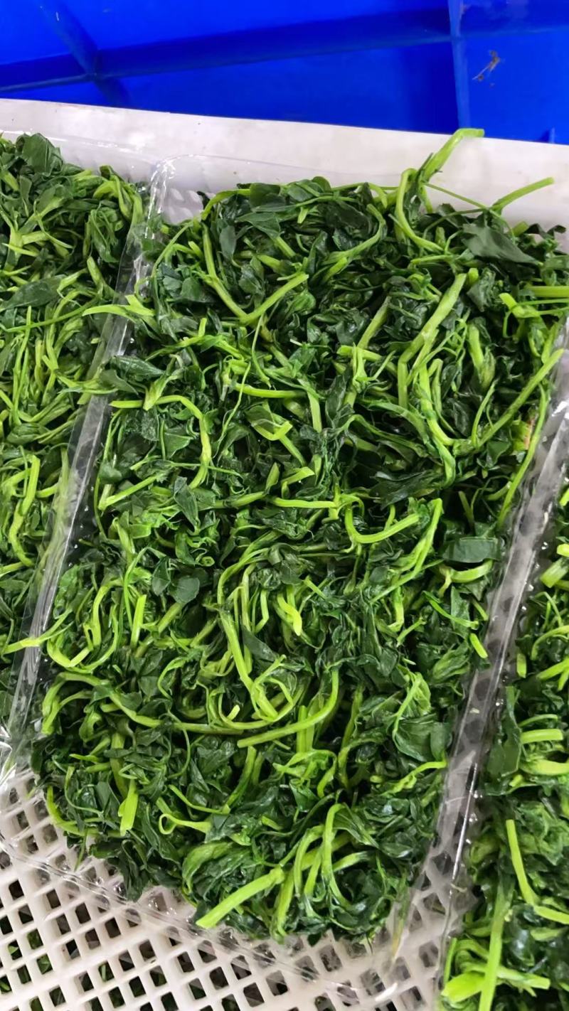 速冻黄须菜无公害产地一手货源量大从优价格美丽