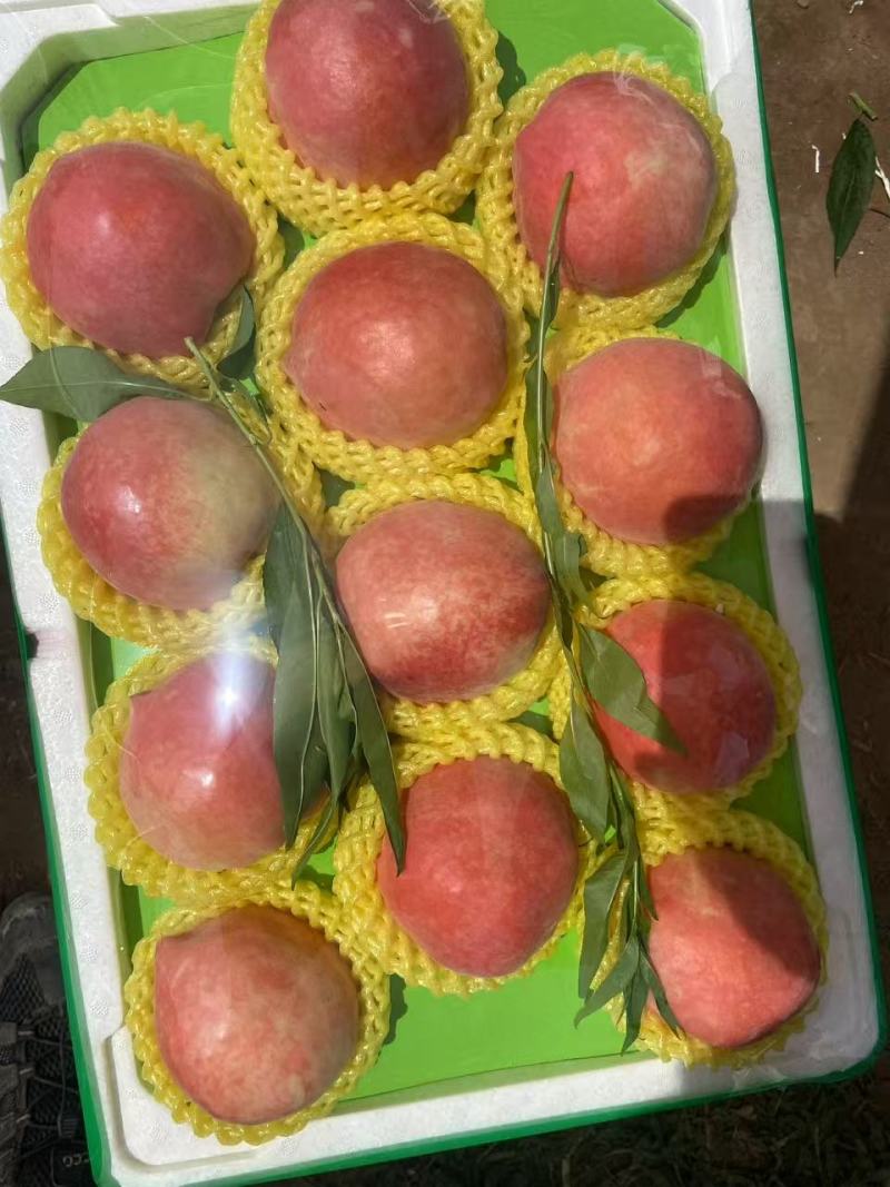 【精品】河北黄油桃产地直发一手货源品质保障可视频看货
