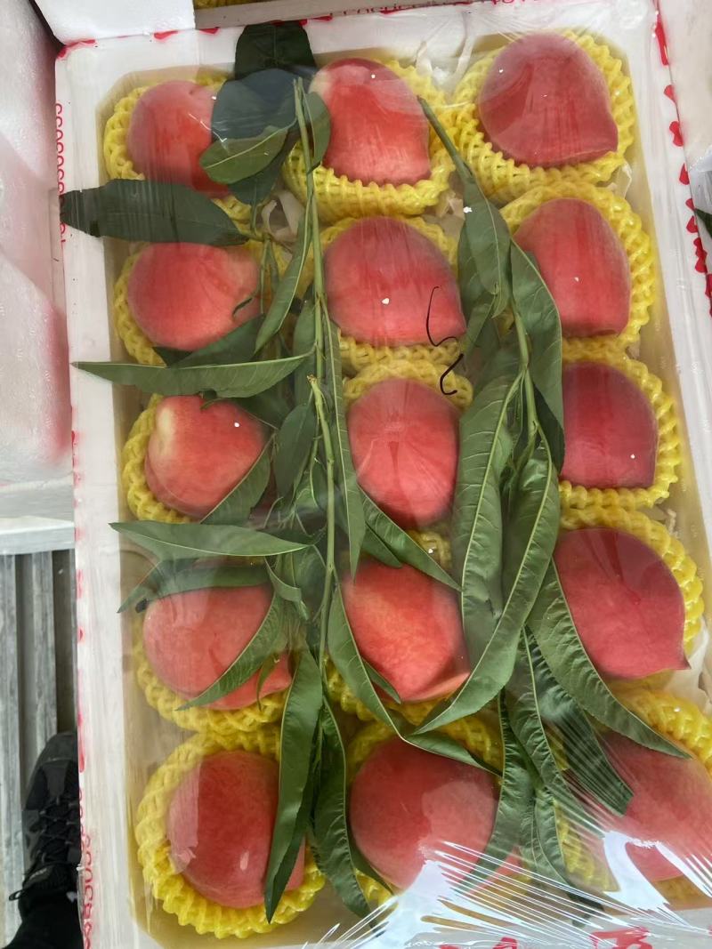 河北精品桃子春雪桃一手货源产地直发代发全国欢迎果汁桃