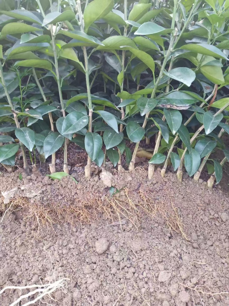 【纽荷尔脐橙苗】赣州原产地脐橙苗生长速度快成活率高产量高