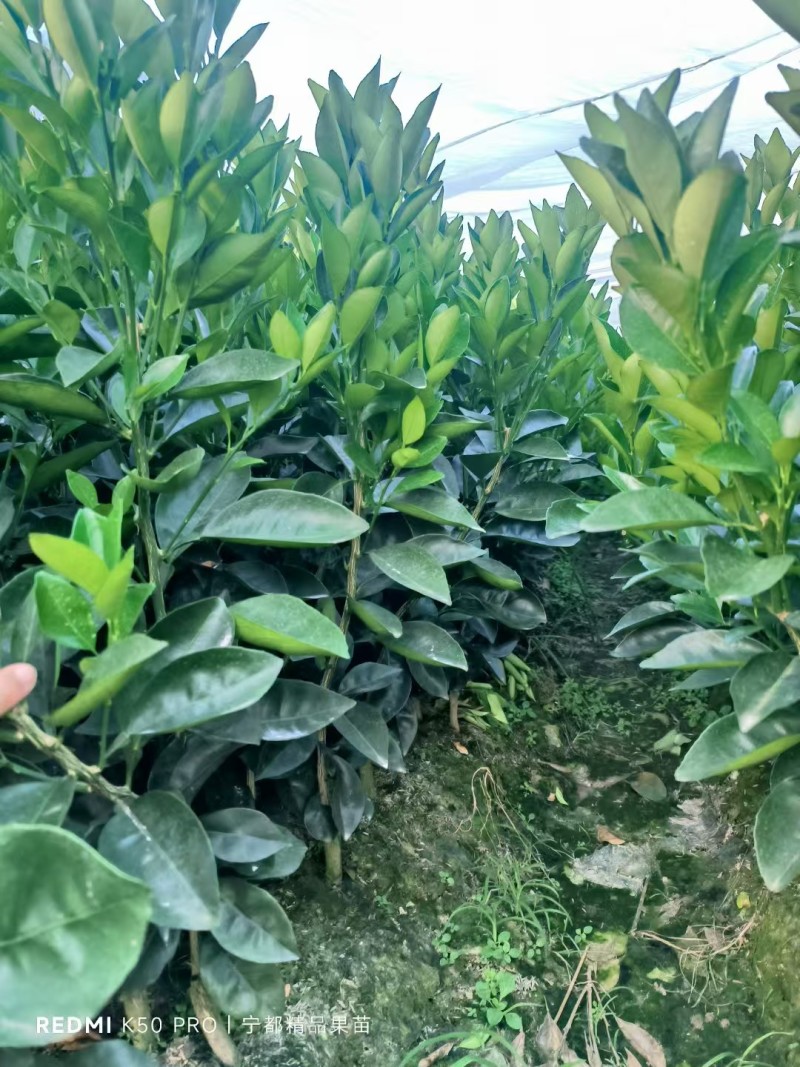 【纽荷尔脐橙苗】赣州原产地脐橙苗生长速度快成活率高产量高