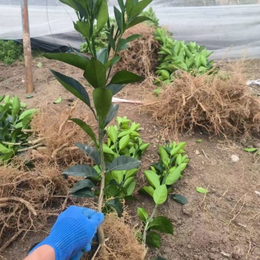 【赣南脐橙苗】江西脐橙苗自家苗圃一手货源一手价格提供指导