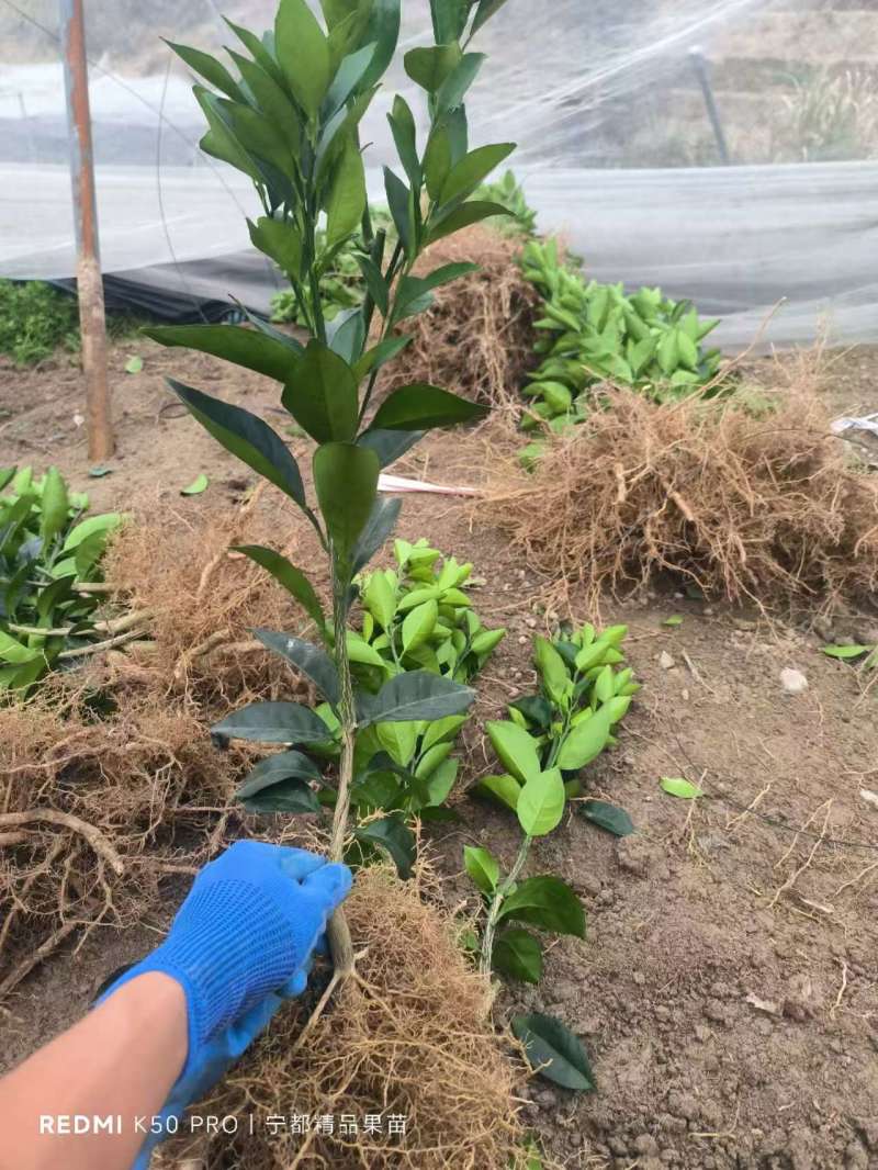 【赣南脐橙苗】江西脐橙苗自家苗圃一手货源一手价格提供指导