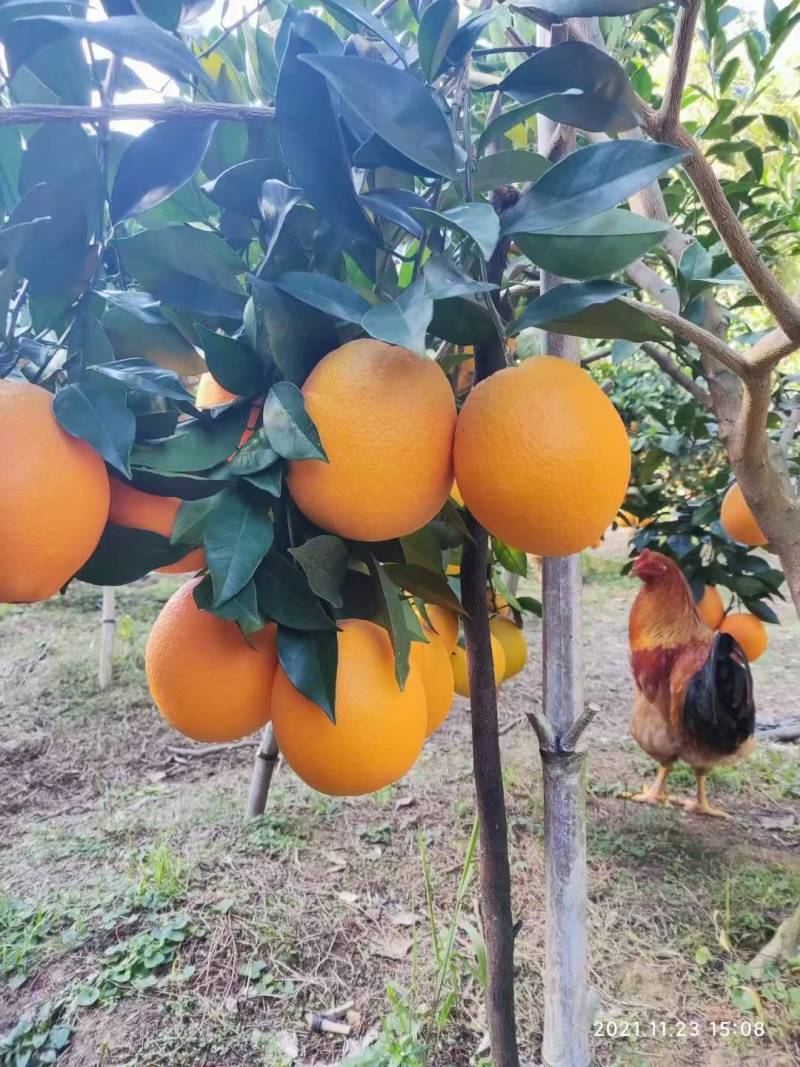 【赣南脐橙苗】江西脐橙苗自家苗圃一手货源一手价格提供指导