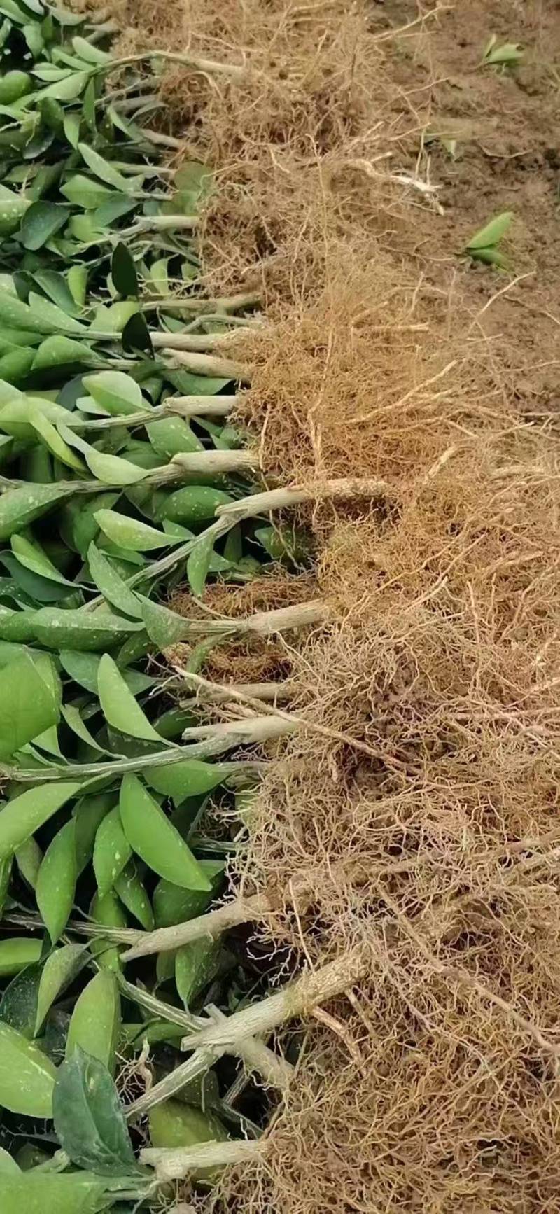 【脐橙苗】江西赣州脐橙苗大小都有品种纯正成活率高全国接单