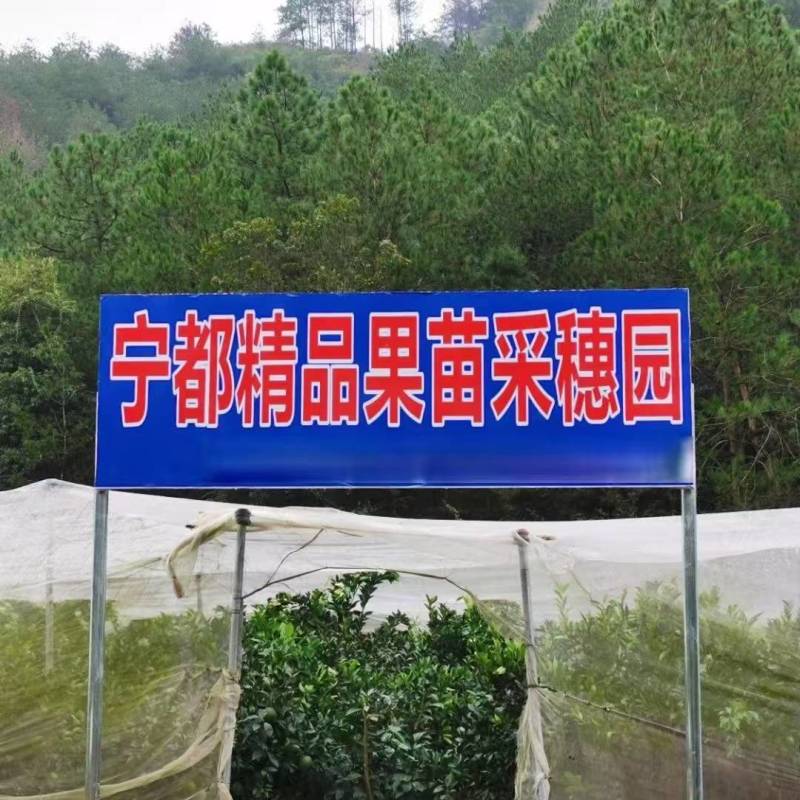 【脐橙苗】江西赣州脐橙苗大小都有品种纯正成活率高全国接单