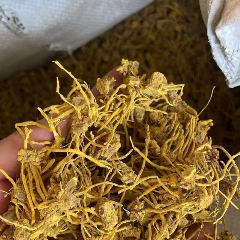 黄龙根黄龙草黄龙草根黄龙根