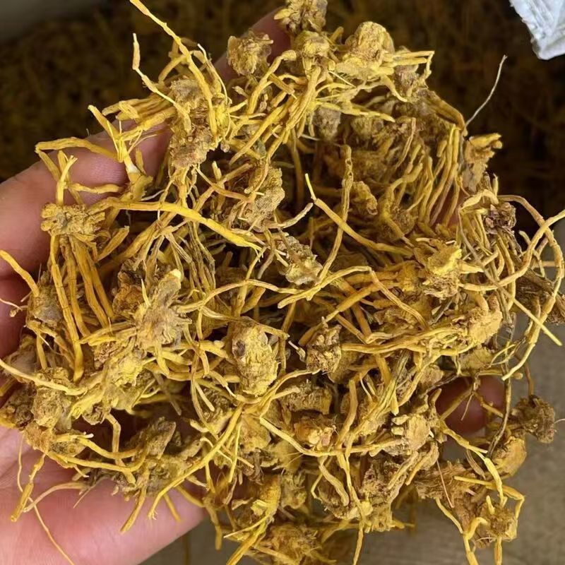 黄龙根黄龙草黄龙草根黄龙根