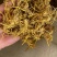 黄龙根黄龙草黄龙草根黄龙根