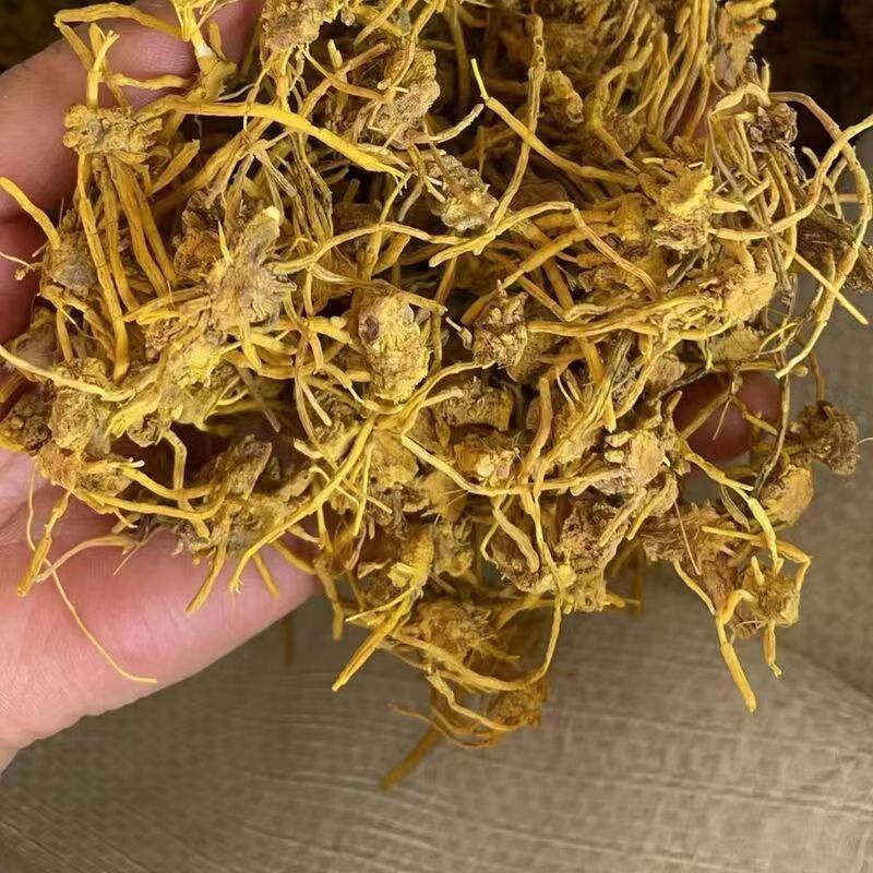 黄龙根黄龙草黄龙草根黄龙根