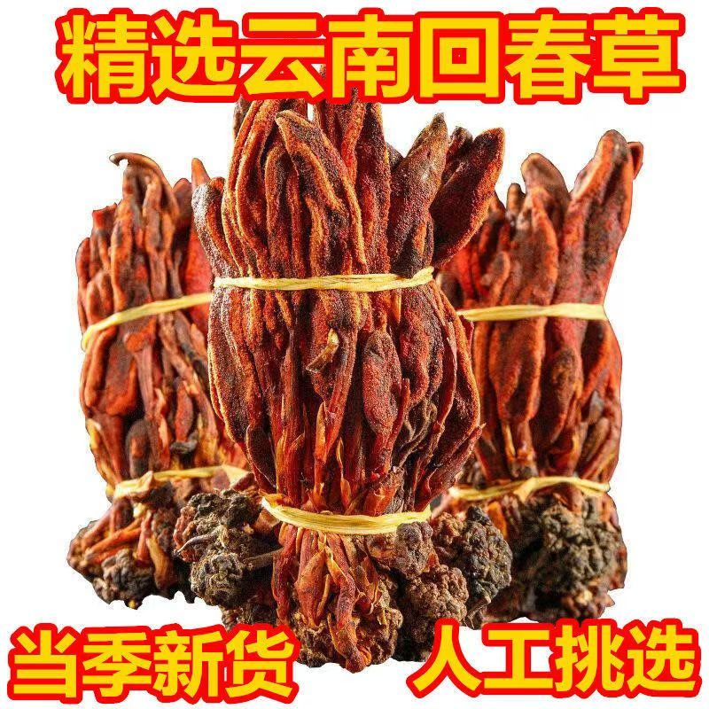 回春草产地货源大货批发