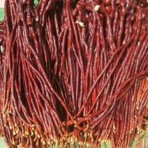 鹿角灵芝鹿灵参鹿角灵芝鹿角灵芝大货批发