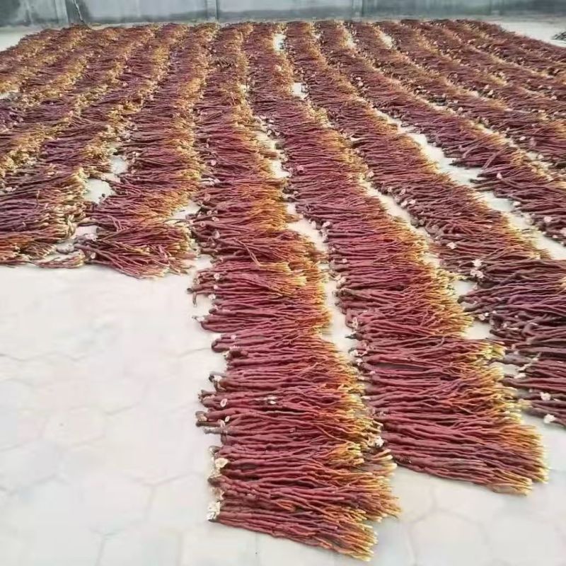 鹿角灵芝鹿灵参鹿角灵芝鹿角灵芝大货批发