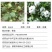 18%矮壮素甲哌鎓控旺药矮化剂抗倒伏抗逆植物生长调节剂