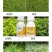18%矮壮素甲哌鎓控旺药矮化剂抗倒伏抗逆植物生长调节剂