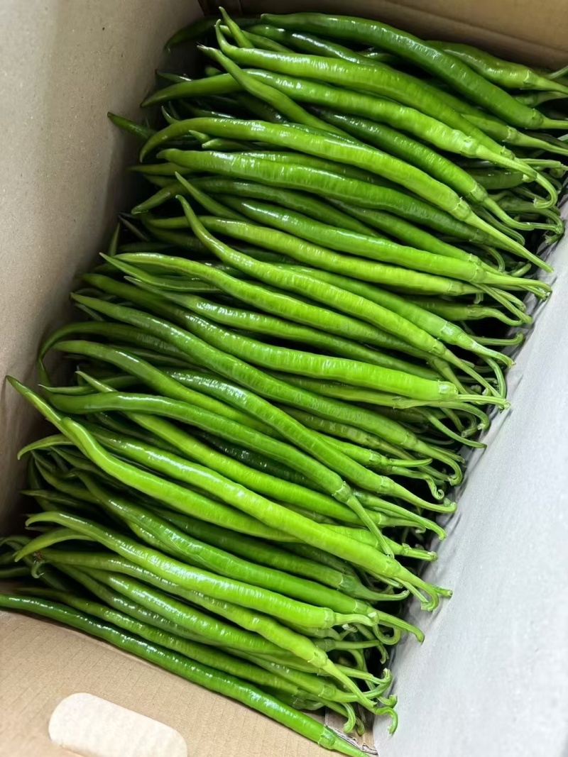 广东8号【线椒】，二荆条，供应各大市场，电商，工厂