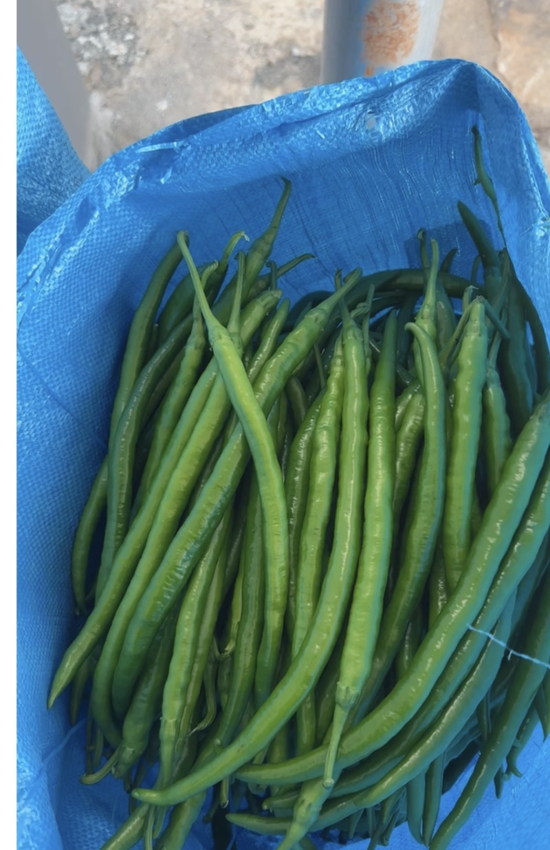 广东8号【线椒】，二荆条，供应各大市场，电商，工厂