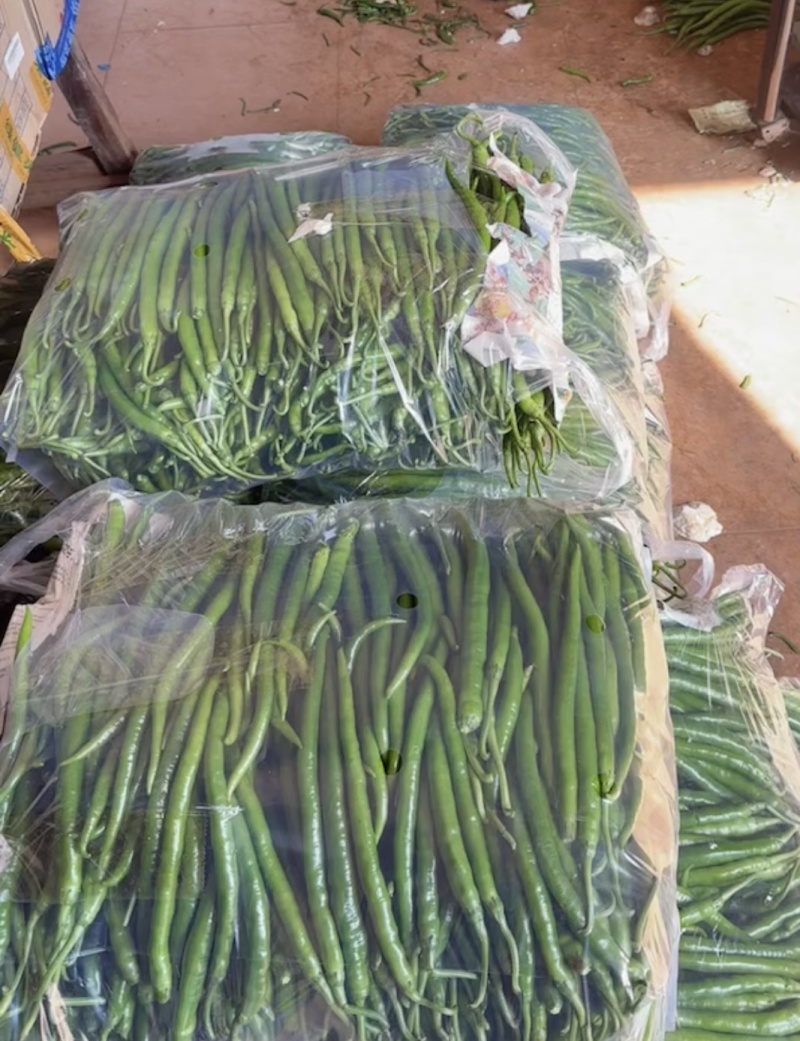 广东8号【线椒】，二荆条，供应各大市场，电商，工厂