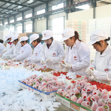 红颜奶油草莓新鲜水果丹东草莓同款品质