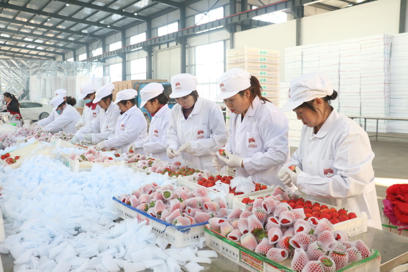红颜奶油草莓新鲜水果丹东草莓同款品质