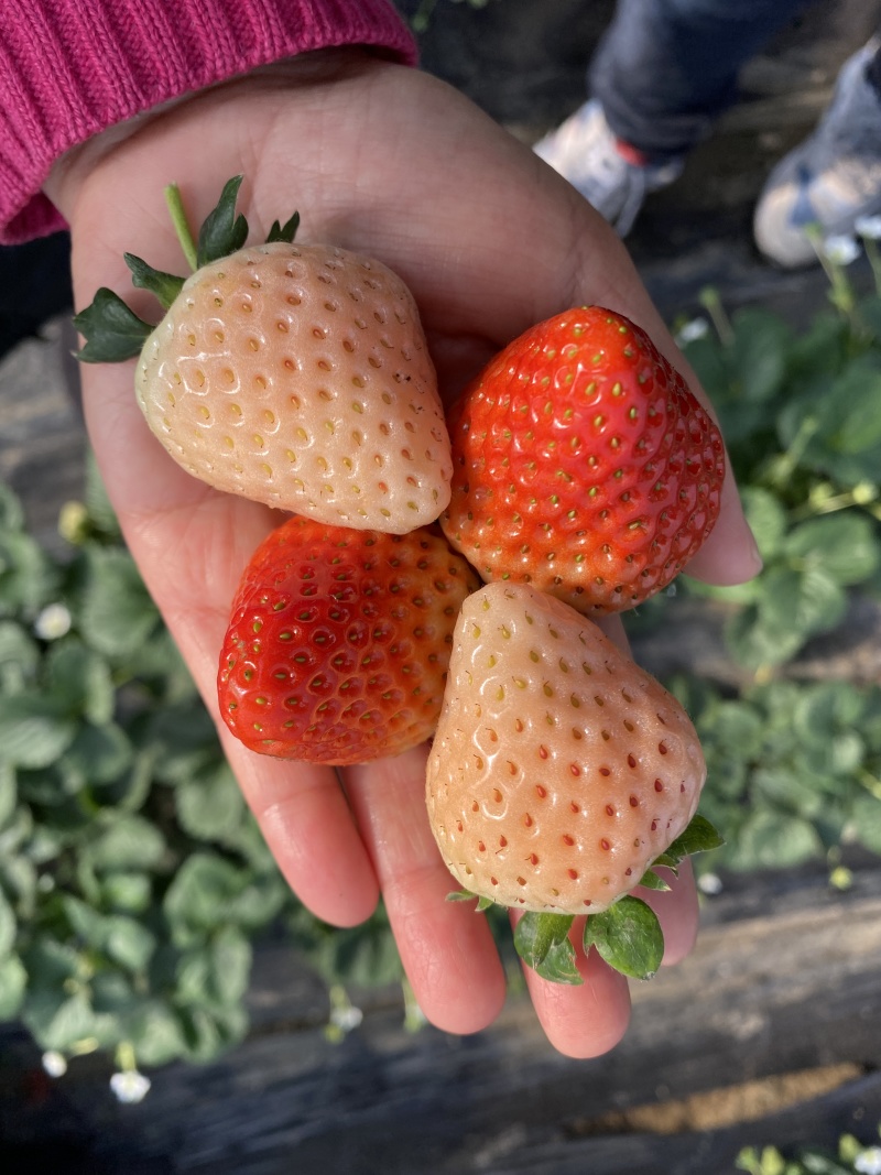 红颜奶油草莓新鲜水果丹东草莓同款品质