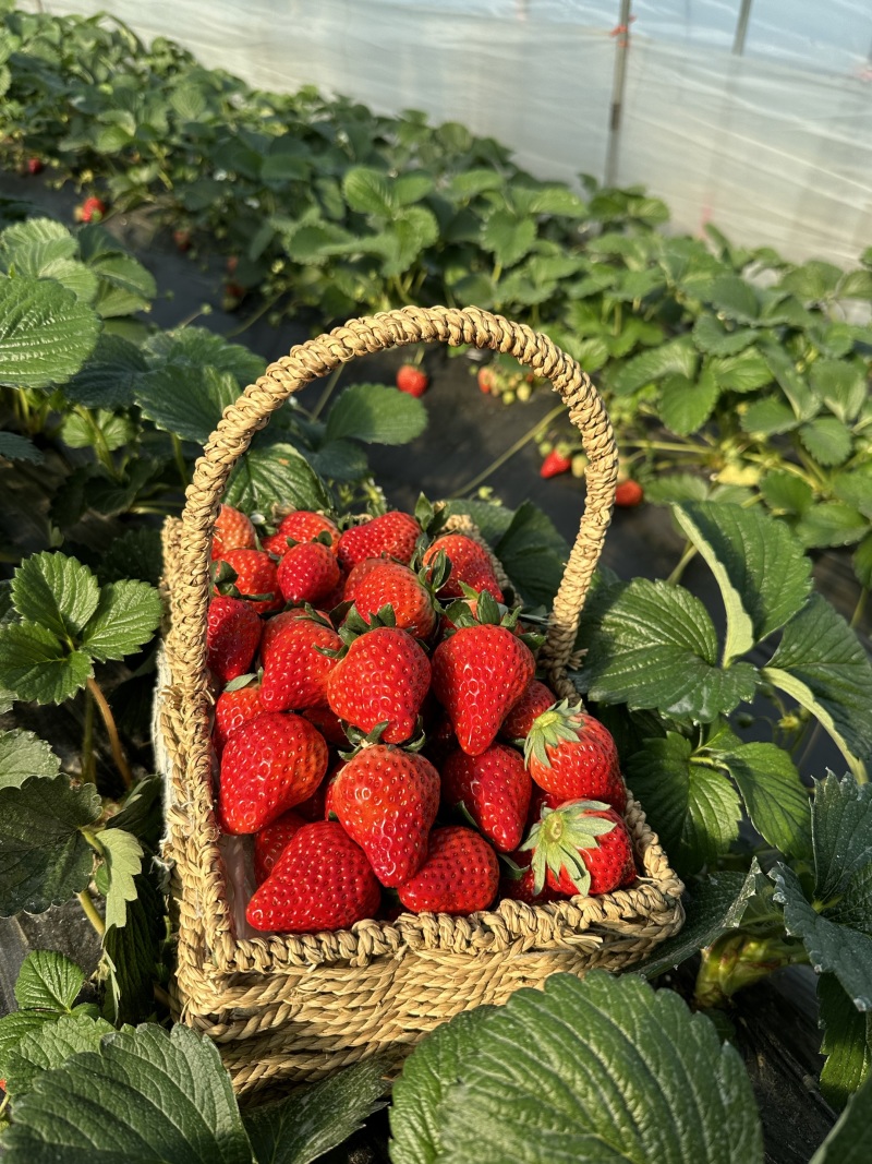 红颜奶油草莓新鲜水果丹东草莓同款品质