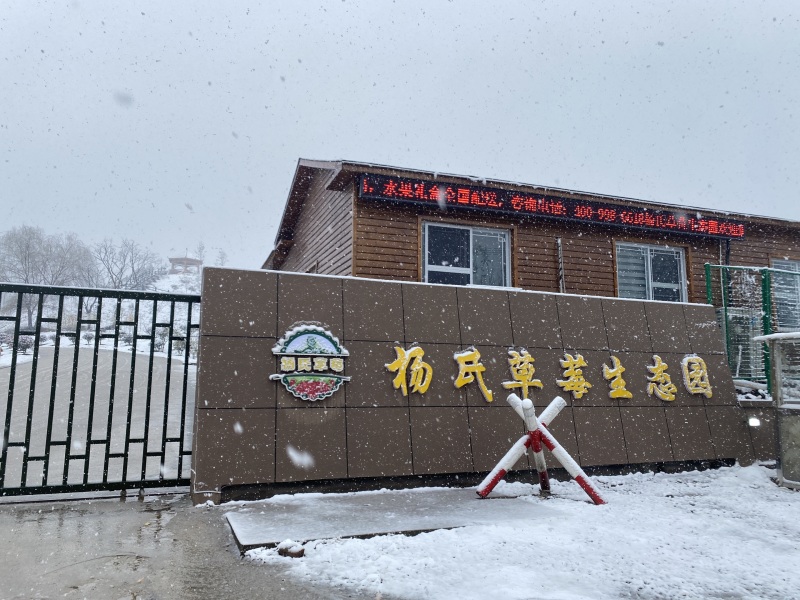 红颜奶油草莓新鲜水果丹东草莓同款品质
