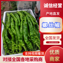 辽宁暖棚陇椒螺丝椒大量上市，价格便宜产地直发欢迎电联