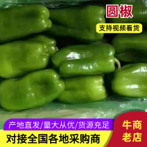 辽宁暖棚太空椒】新品上市现摘现发欢迎各老板前来咨询采购