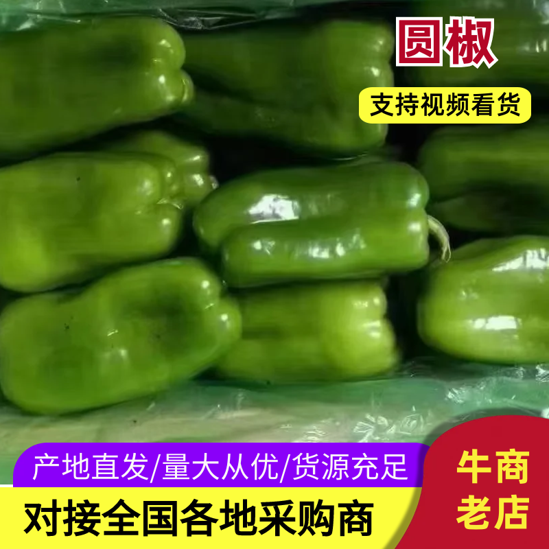辽宁暖棚太空椒】新品上市现摘现发欢迎各老板前来咨询采购