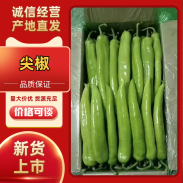 【辽宁精品鲜辣椒】大量上市供批发市场商超平台，欢迎咨询