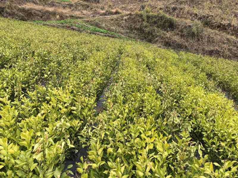 柚子苗万山香柚、雪峰柚、冰糖柚、金兰柚、安福蚕中欢迎采购