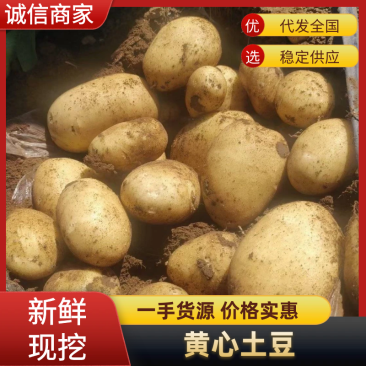 山东黄心土豆露天土豆大量出货，质量好，可视频看货代发全国