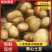 山东黄心土豆露天土豆大量出货，质量好，可视频看货代发全国