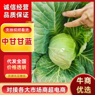 山东甘蓝中甘甘蓝基地大量出货，诚信代发团队协作共赢