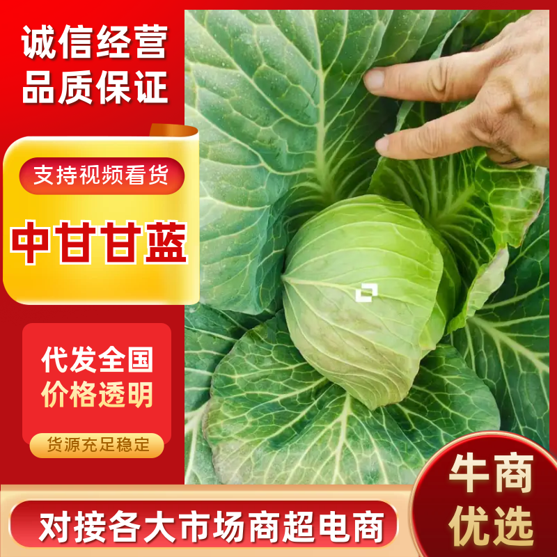 山东甘蓝中甘甘蓝基地大量出货，诚信代发团队协作共赢