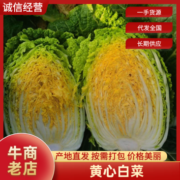 山东江苏湖北露天大白菜大量现货出售，价格不高，质量三包
