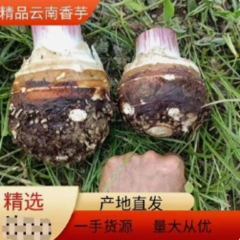 非正宗荔浦芋头