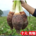 非正宗荔浦芋头